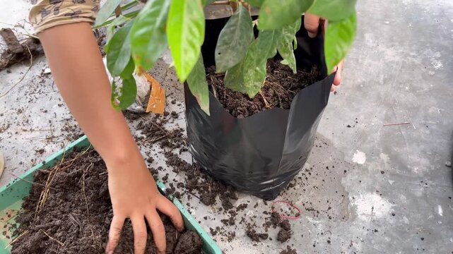 The process of planting trees in pots. Planting tree seedlings in pots