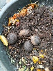 Composting Food Waste in Garden Compost Bin