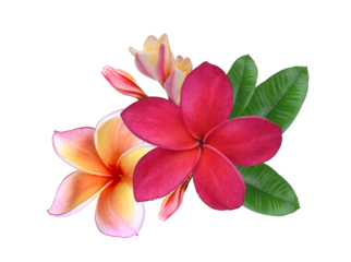 Vibrant red and orange plumeria (frangipani) flowers, both blooming and budding, growing in a lush green leafy cluster   om transparent.