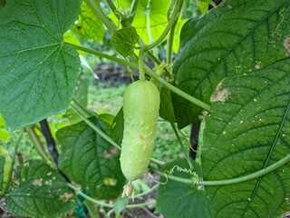 A young, pale green cucumber with small bumps hanging from a vine, surrounded by large, vibrant green leaves on a plant in a garden.