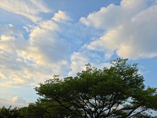 A bright blue sky with white, fluffy clouds and the green canopy of a tree in the foreground.