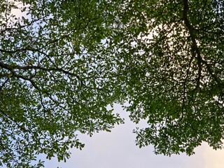 Looking up through the dense, green canopy of tree leaves against a bright sky, emphasizing nature and overhead coverage.