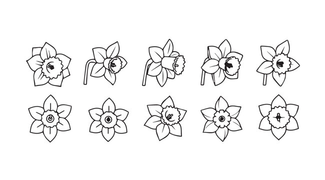 Set of hand drawn daffodil flower line art icons for spring floral design elements vector