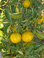 Variegated Calamondin or Kumquat fruits on a branch with green and yellow leaves. Vertical image.