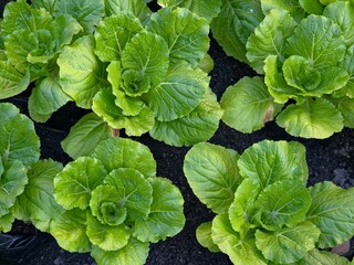 A top-down view of a neat row of Napa Cabbages growing in dark, rich soil.