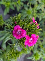 Obraz premium A close-up shot of a cluster of Dianthus chinensis, commonly known as rainbow pink or China pink, emerging from a dense mass of spiky, light green foliage. 