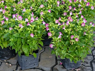 Several pots of Torenia fournieri, commonly known as the wishbone flower or bluewings. 