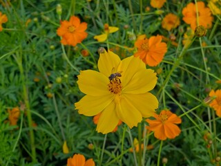 
A close-up, overhead image featuring a yellow Cosmos flower with a bee pollinating its center, surrounded by a dense background of orange Cosmos flowers and bright green foliage.