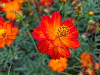 Close-up of a vibrant Cosmos flower with petals shifting from bright orange to fiery red, its yellow-brown center sharp against a softly blurred backdrop of green foliage and orange blooms.