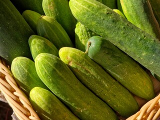 A close-up, high-angle view of a pile of freshly harvested, bright green cucumbers resting in a light brown woven wicker basket, with natural sunlight highlighting their texture.