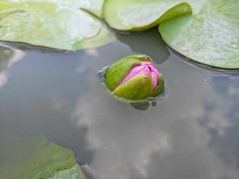 A closed pink lotus or water lily flower bud surrounded by green lily pads on calm water, with a reflection of the sky.