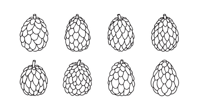 Eight hand drawn green hop cones isolated on for brewing and craft beer vector