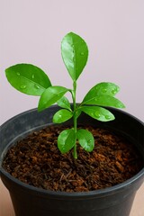 Close-up of Vibrant Green Citrus Seedling in Pot with Water Droplets