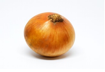 Onion or Allium cepa Isolated on White Background