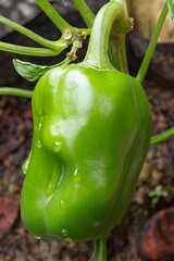 Close-up of Fresh Green Bell Pepper on the Plant with Water Droplets
