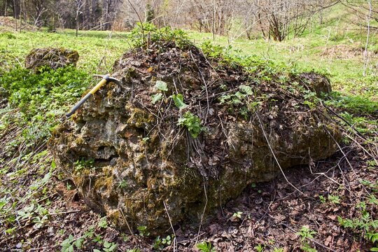 Large silicified rock outcrop covered with moss and young spring greenery, a geological hammer rests on its rough surface in a grassy field
