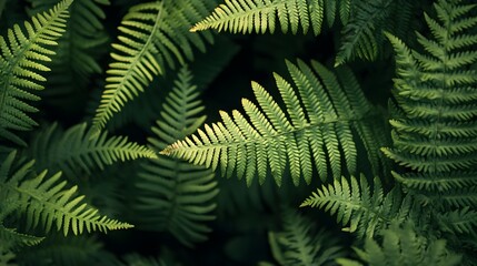 Close up of green fern leaves with dark background