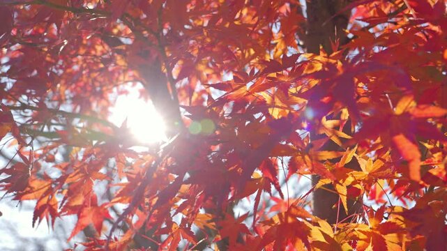 Japanese maple leave, autumn foliage, autumn scenery