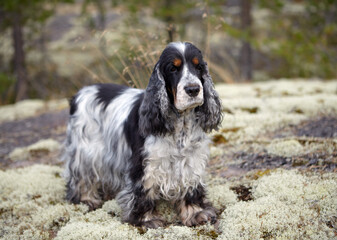 Portrait of a purebred English Cocker Spaniel. The dog stands on a rocky plateau covered with moss, looking into the camera. Female. Age: 11 years. Color: blue roan. Background: blurred