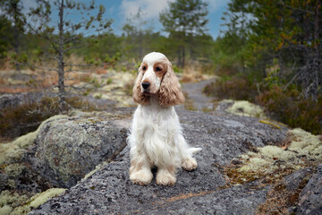 Portrait of a purebred English Cocker Spaniel. Оrange roan color. Age: 6.5 years. Summer. Wildlife. The dog sits on a rocky ledge and looks into the camera. The background is blurred.