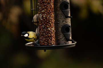 Colorful bird at a feeder in nature