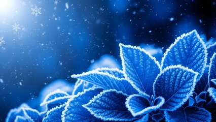 Close up of vibrant blue leaves covered in delicate frost and snow falling in the dark winter night with bright light flare