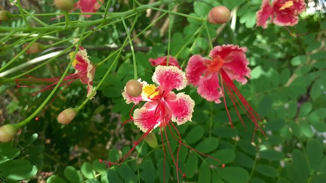 Kembang merak or Peacock flower (Caesalpinia pulcherrima) in the garden. Also known as poinciana, red bird of paradise, Mexican bird of paradise, dwarf poinciana, pride of Barbados, flos pavonis.