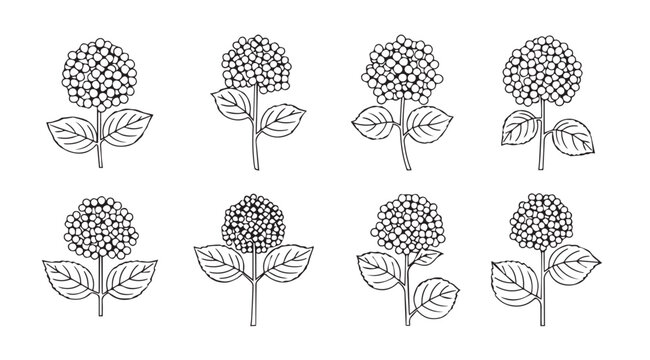 Hand drawn botanical line art set of hydrangea flowers with leaves elegant floral elements vector