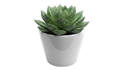 Succulent Plant in White Pot on White Background