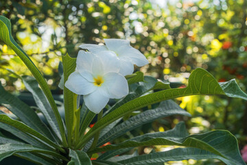 Beautiful white plumeria flowers.Common names Plumeria pudica,white frangipani,bridal bouquet,bonairian oleander.