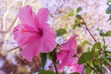 Beautiful pink hibiscus flowers in the garden against the background of trees. Place for text.