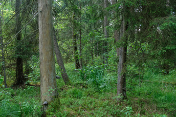 Dense mixed forest with lush understory and natural vegetation in summer light