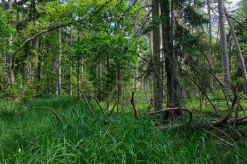 Dense mixed forest with lush understory and natural vegetation in summer light
