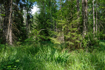 Dense mixed forest with lush understory and natural vegetation in summer light