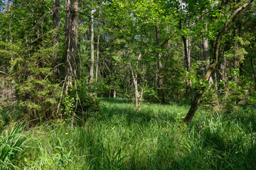 Dense mixed forest with lush understory and natural vegetation in summer light
