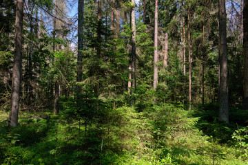 Dense mixed forest with lush understory and natural vegetation in summer light