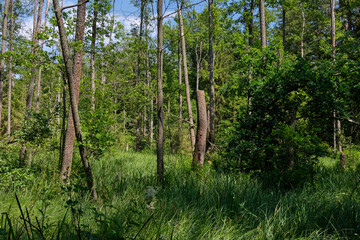 Dense mixed forest with lush understory and natural vegetation in summer light