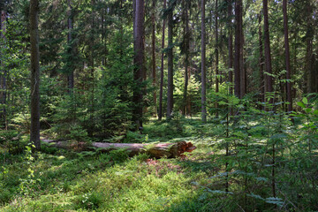 Dense mixed forest with lush understory and natural vegetation in summer light