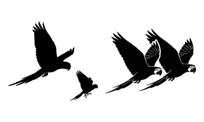 Obraz premium Flying macaw parrots in silhouette, dynamic vector artwork for design