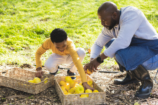 African American father and son picking yellow fruit into wicker baskets, irrigation hose in garden