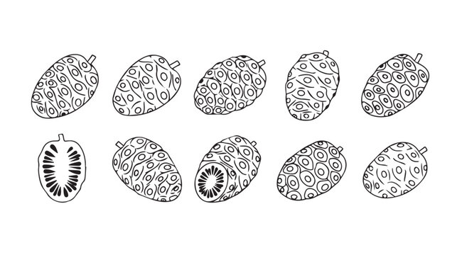 Hand drawn abstract botanical elements of tomatoes and seeds organic sketch art collection vector