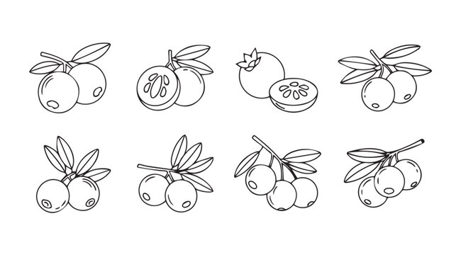 Set of realistic hand-drawn guava fruit illustrations on natural freshness vector
