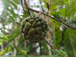 The fruit is still hanging on the tree