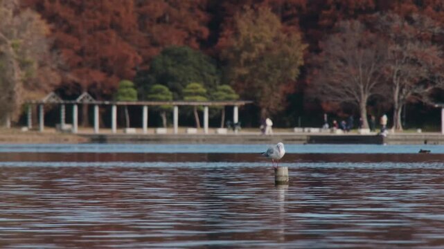 杭の上のユリカモメ