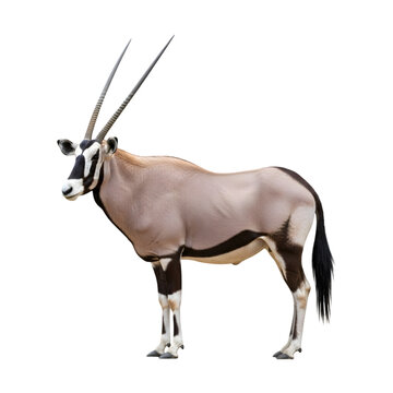 Gemsbok standing in profile against a black background with long horns