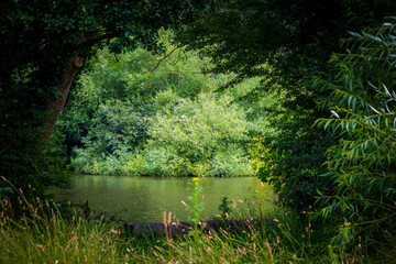 Runnymede, a water-meadow alongside the River Thames. Serene forest river scene with lush greenery, calm water, and dappled sunlight