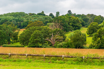 Obraz premium Tranquil rural Runnymede landscape with golden field, wooden fence, and lush green trees in background