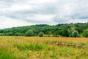 Open Runnymede meadow with wildflowers and trees under a cloudy sky