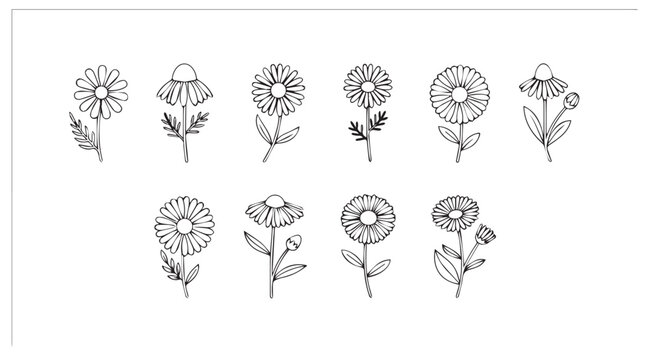 Delicate pencil sketch dandelion seed heads collection artistic botanical drawing of nature's ephemeral beauty vector