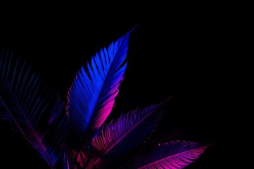 Vibrant blue and pink neon lights illuminate delicate feathers against a stark black background creating a mystical and ethereal atmosphere